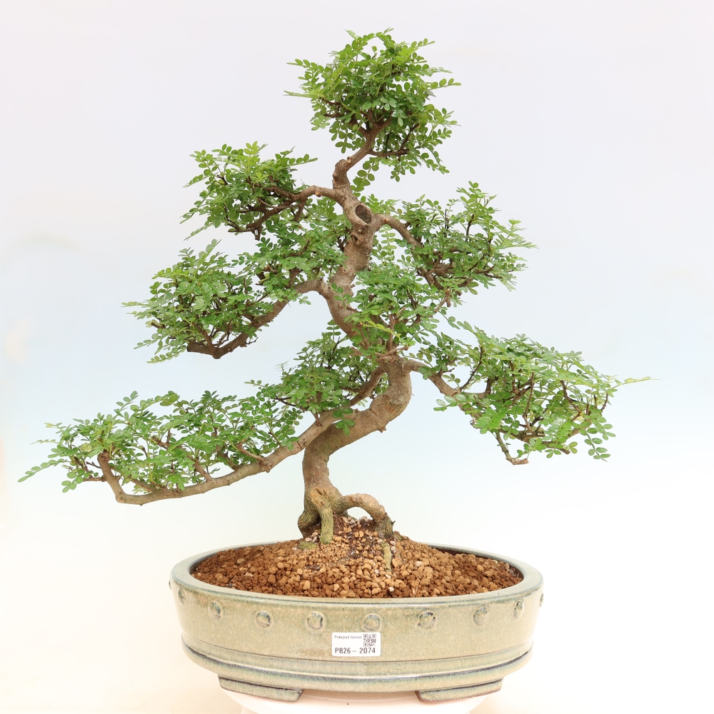 Kamerbonsai - Zantoxylum piperitum - peperboom