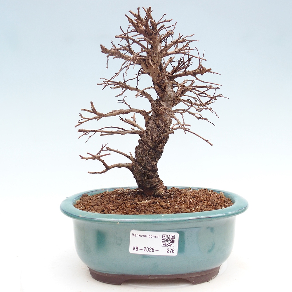 Bonsai voor buiten - Zelkova - Zelkova NIRE