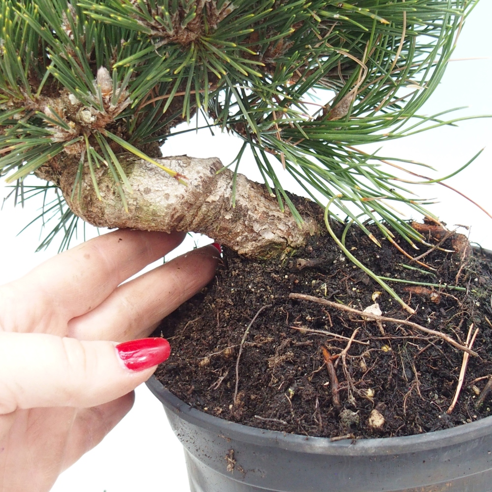 Bonsai voor buiten - Pinus thunbergii senjyumaru - Thunberg den