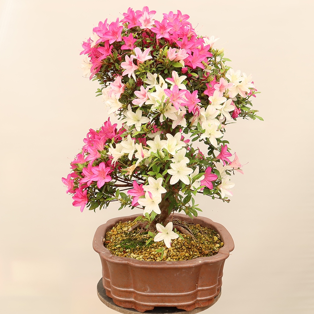 Bonsai voor buiten - Japanse Azalea - Azalea Miyabihime