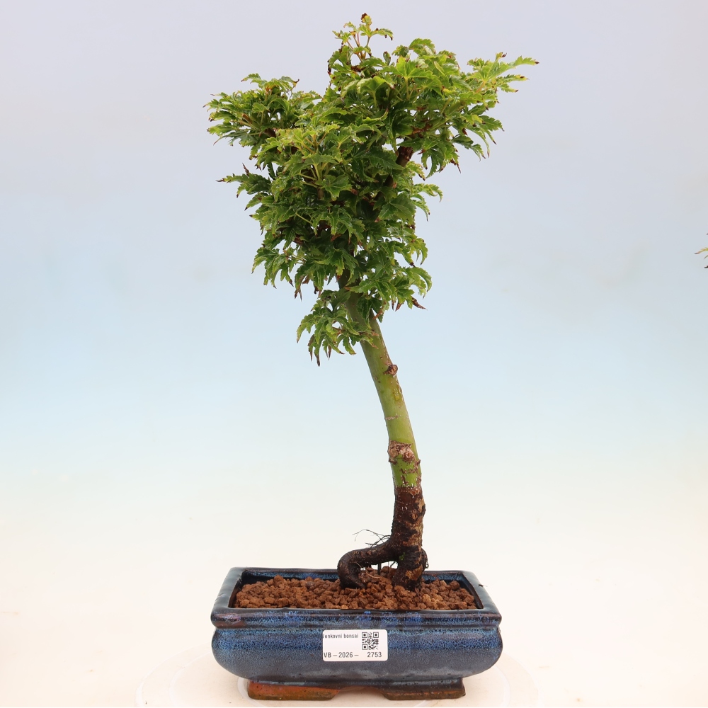 Bonsai voor buiten -Javor palm Acer palmatum Shishigashira