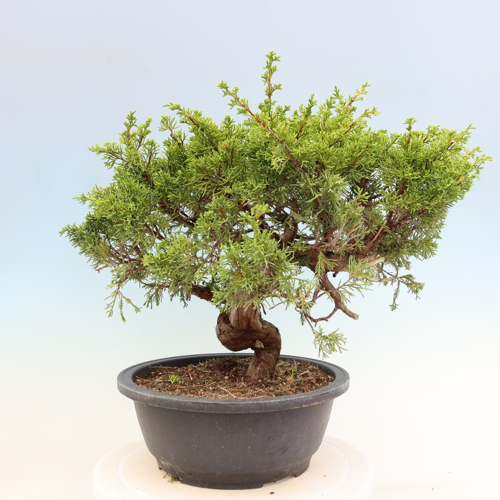 Bonsai voor buiten - Juniperus chinensis Itoigawa-Juniperus chinensis