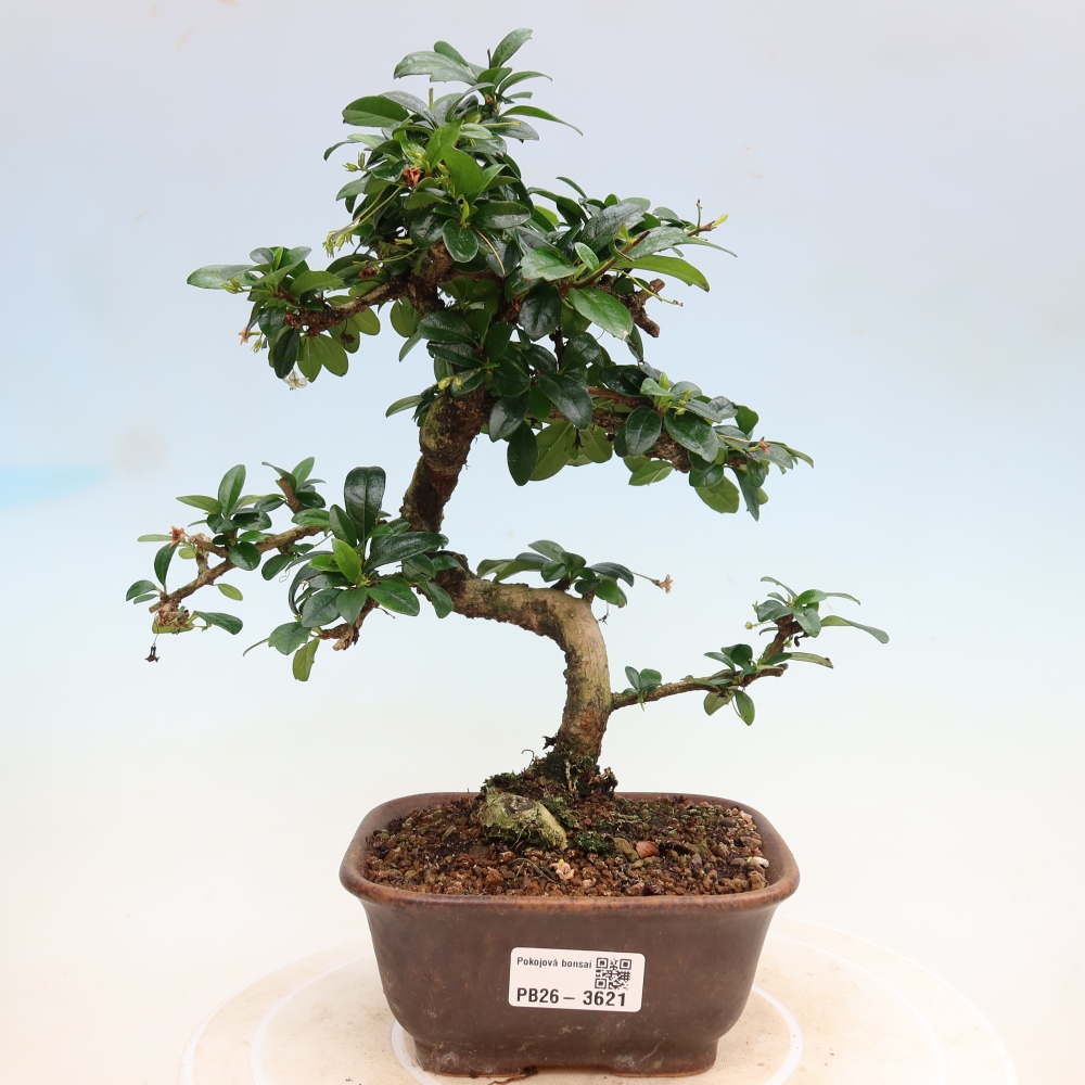 Kamerbonsai - Carmona macrophylla - Thee fuki