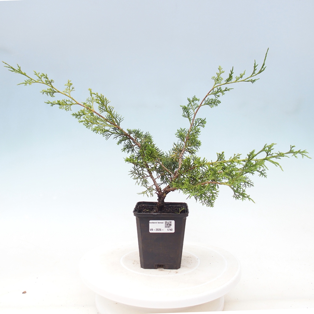 Bonsai voor buiten - Juniperus chinensis Itoigawa