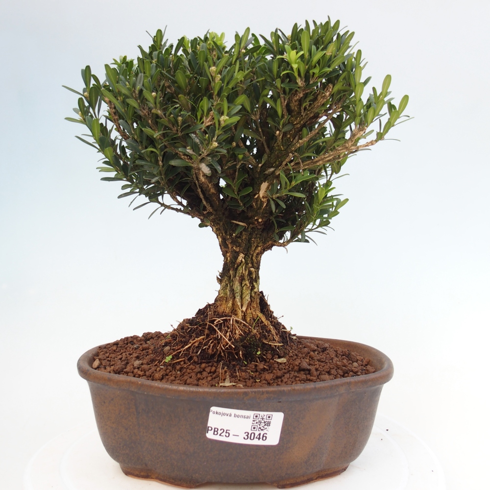 Kamerbonsai - Buxus harlandii - kurk buxus
