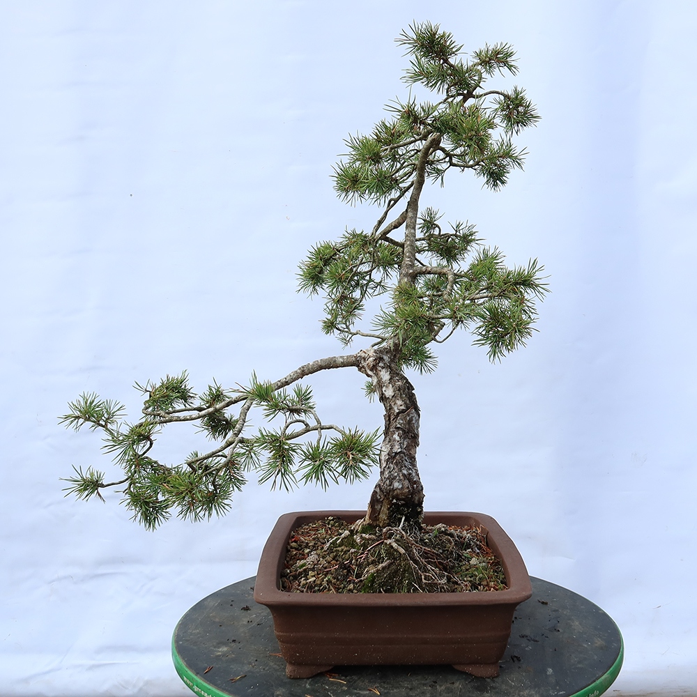 Pinus sylvestris Spanje - grove den