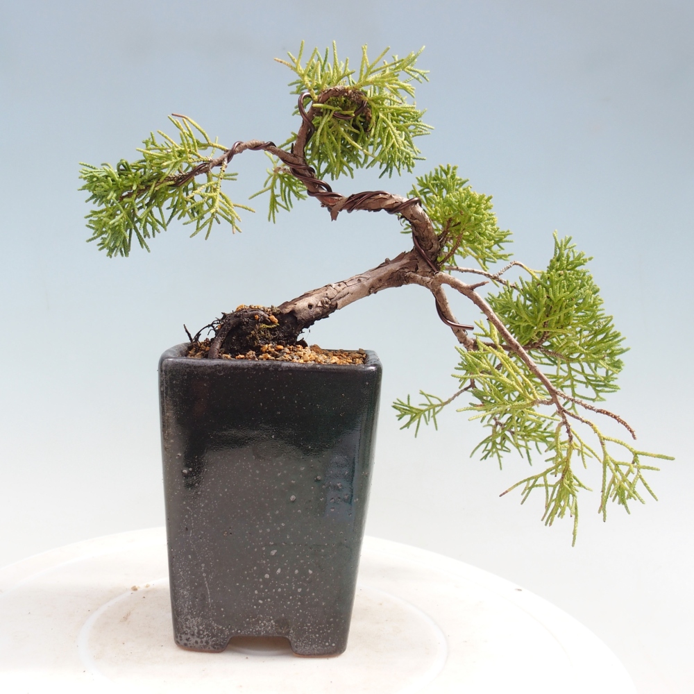 Bonsai voor buiten - Juniperus chinensis Kishu