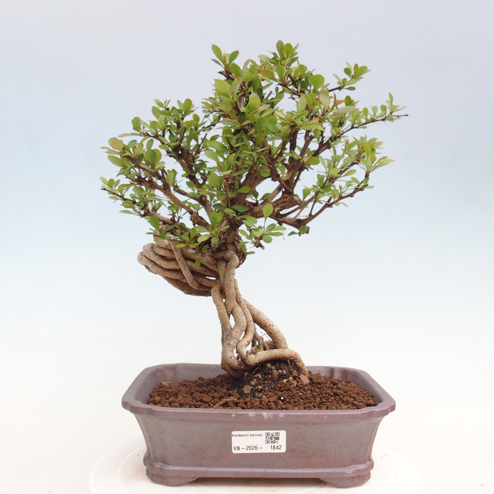 Bonsai voor buiten - Berberis coreana