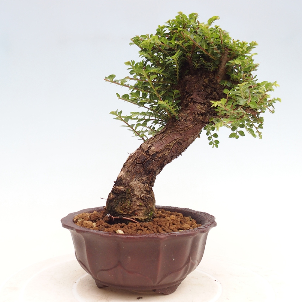 Bonsai voor buiten - Ulmus parvifolia Hokkaido - Chinese iep