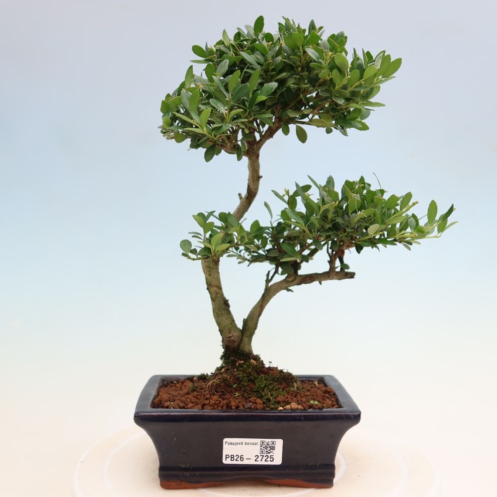 Kamerbonsai - Ilex crenata - Hulst