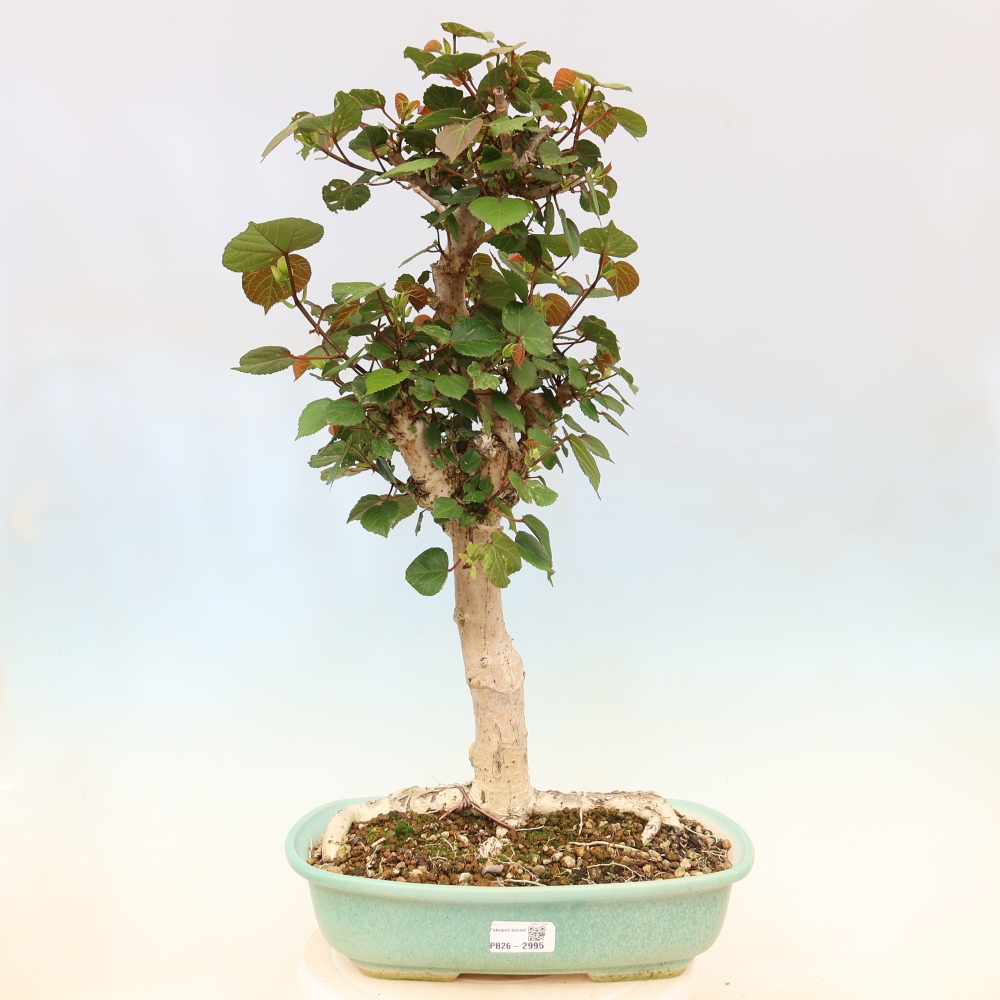 Bonsai voor binnen - Hibiscus tiliaceus - Zee Hibiscus