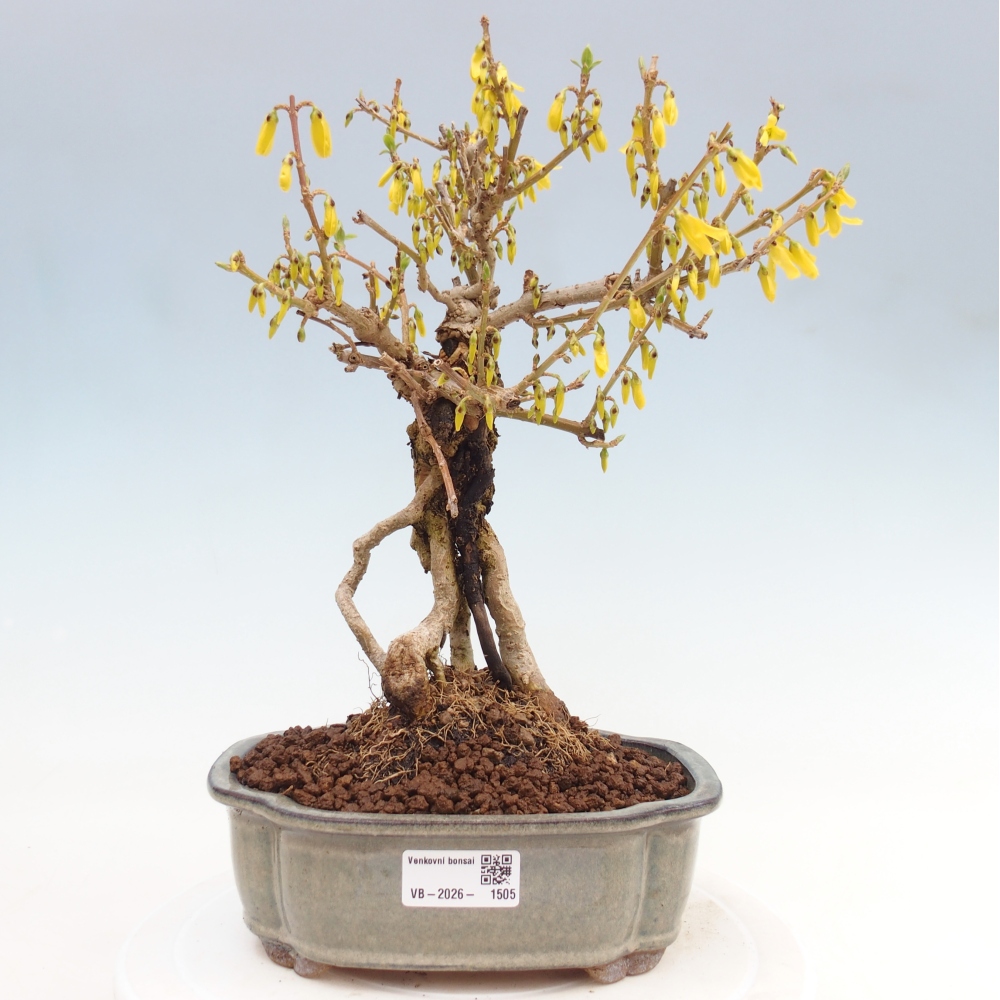 Bonsai voor buiten - Zlatice - Forsythia koreana