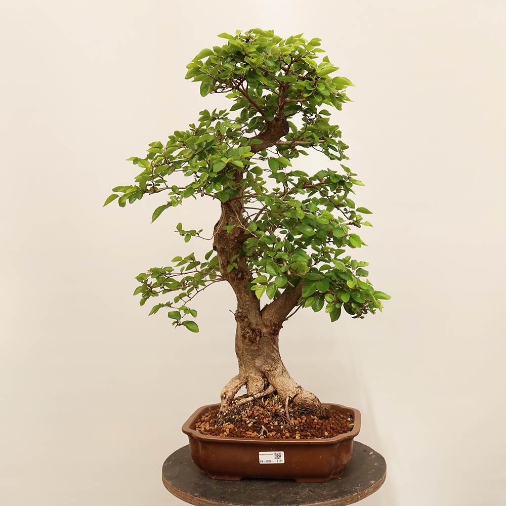 Bonsai voor buiten -Carpinus Coreana - Koreaanse haagbeuk