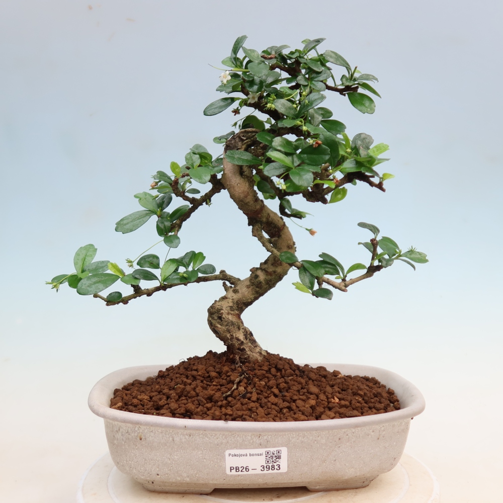 Kamerbonsai - Carmona macrophylla - Thee fuki