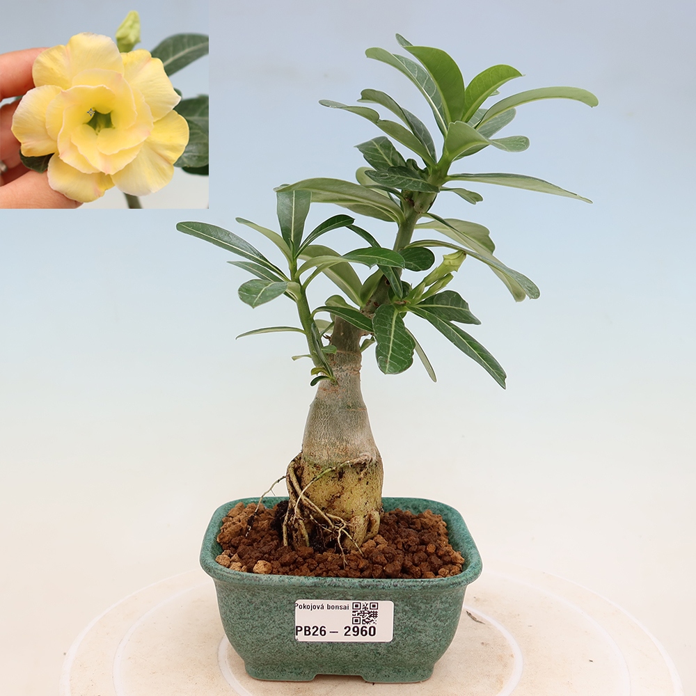 Kamerbonsai - Adenium obesum, geënt door Alonza  - Woestijnroos