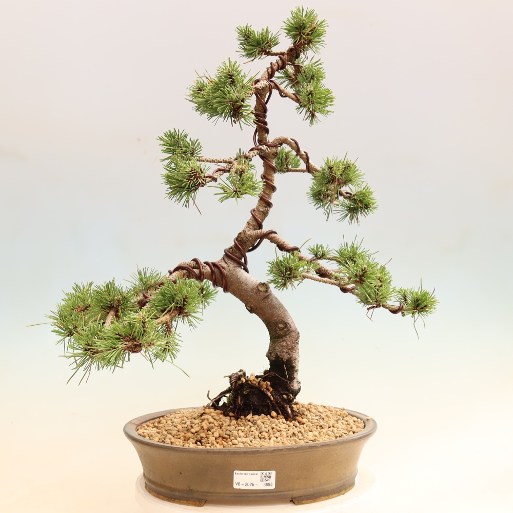 Bonsai voor buiten - Pinus mugo Humpy  - Bergden