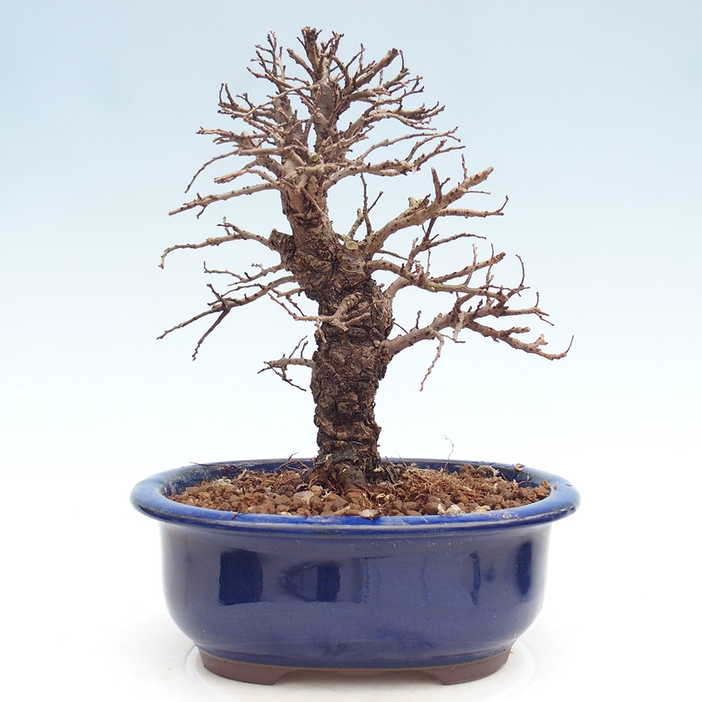 Bonsai voor buiten - Zelkova - Zelkova NIRE