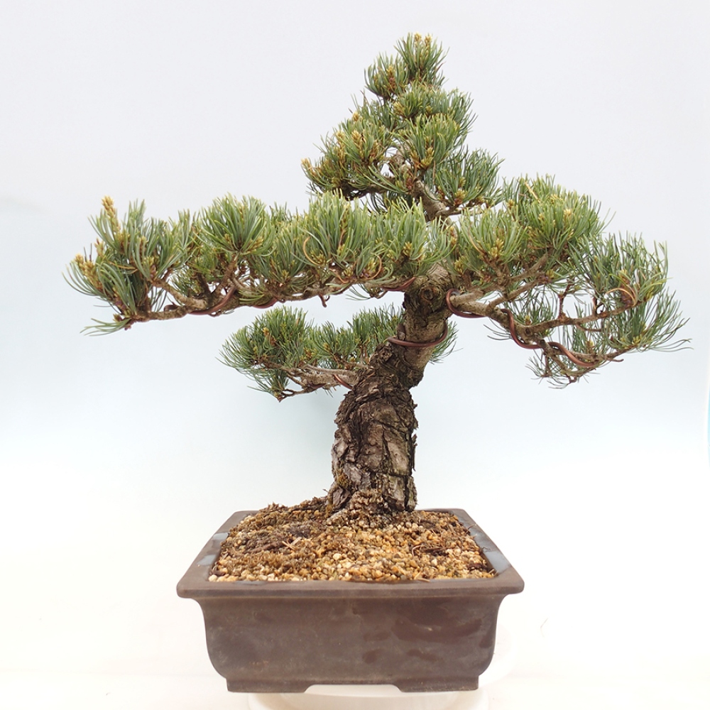Bonsai voor buiten - Pinus parviflora - Pinus parviflora