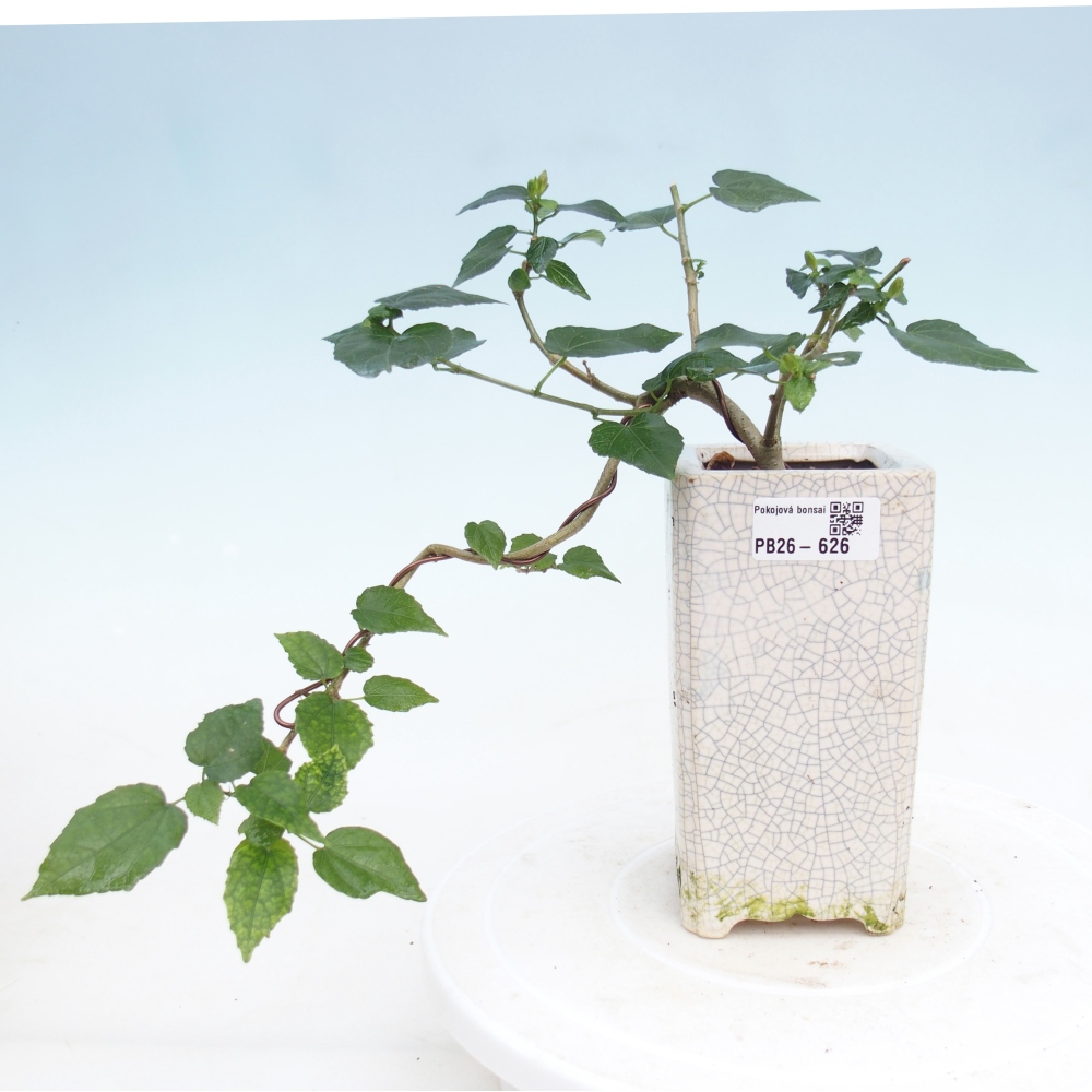 Bonsai voor binnen - Malvaviscus arboreus