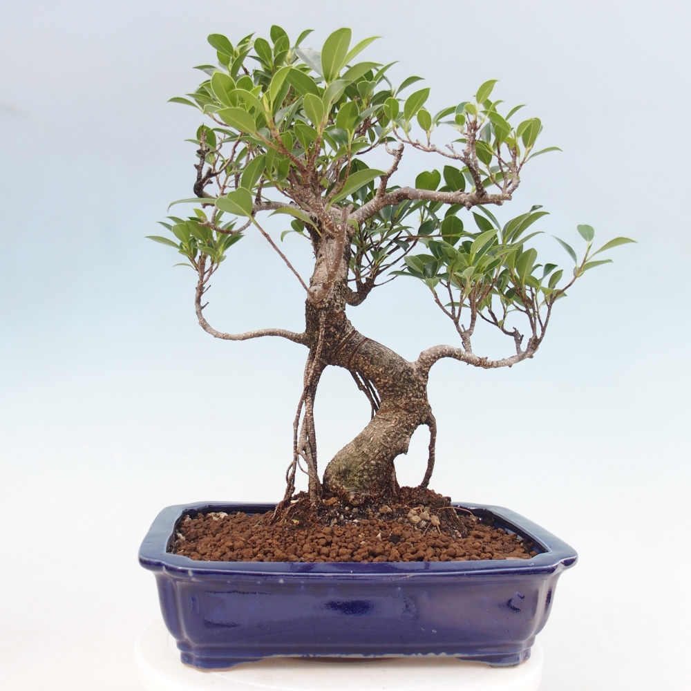Kamerbonsai - Ficus kimmen - kleinbladige ficus
