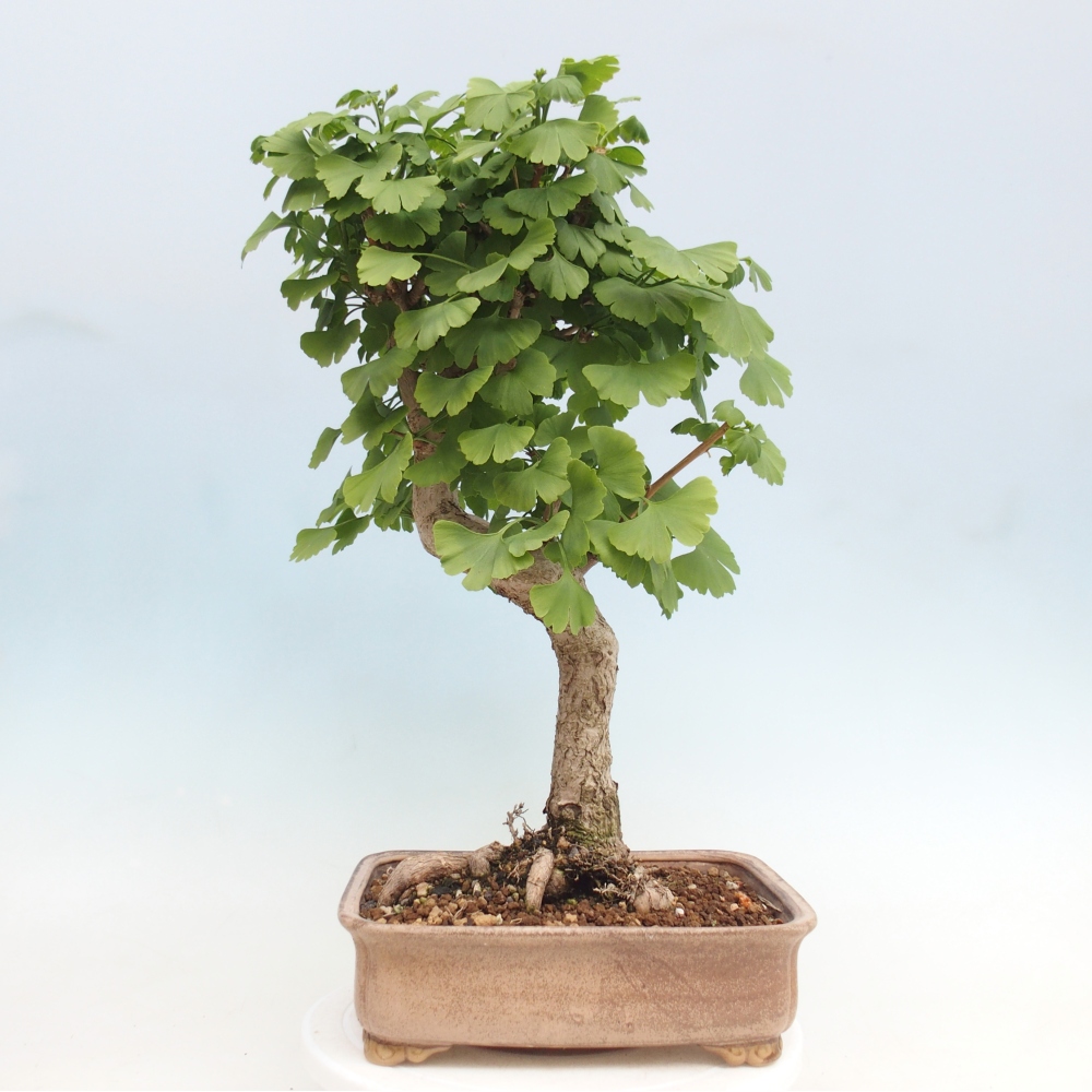Bonsai voor buiten - Ginkgo biloba