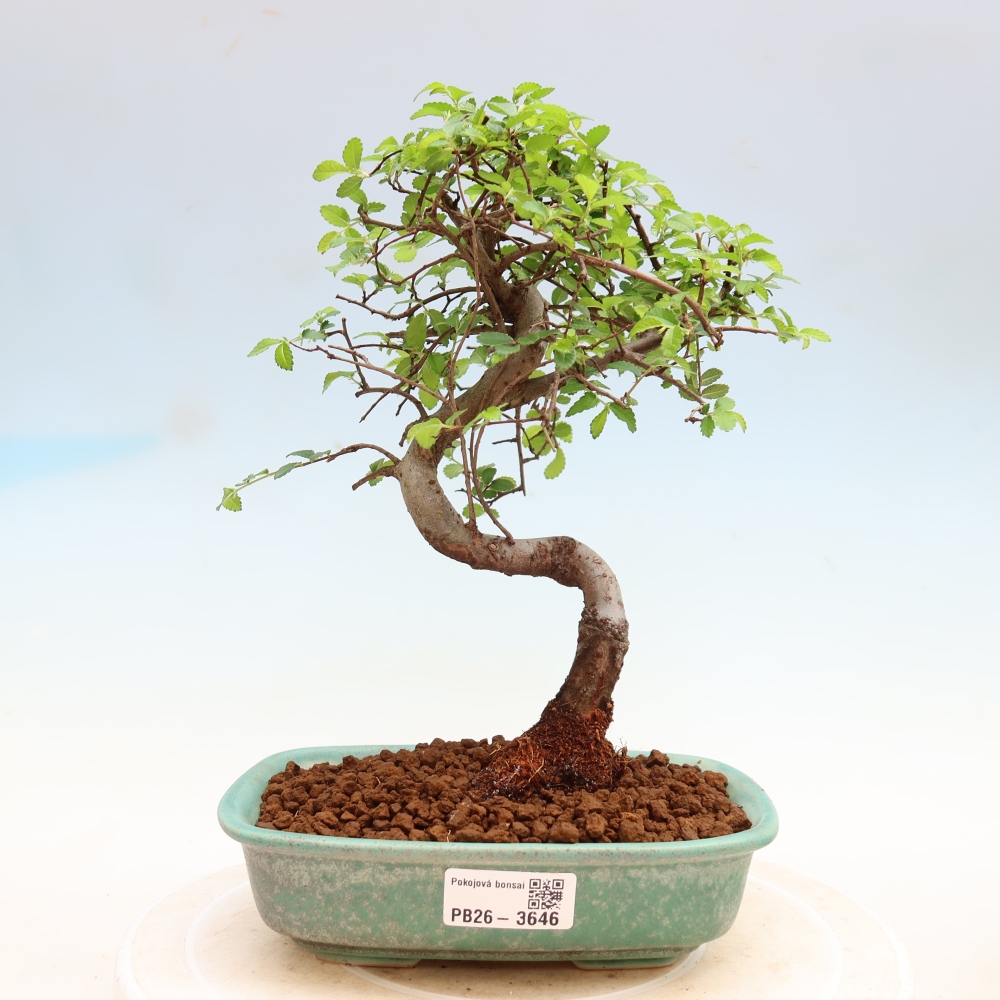 Kamerbonsai - Ulmus parvifolia - Winteriep
