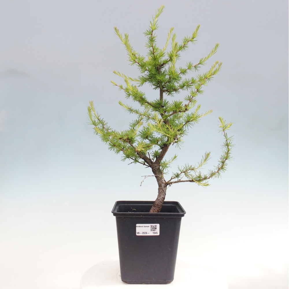 Bonsai voor buiten -Larix decidua - Lariks