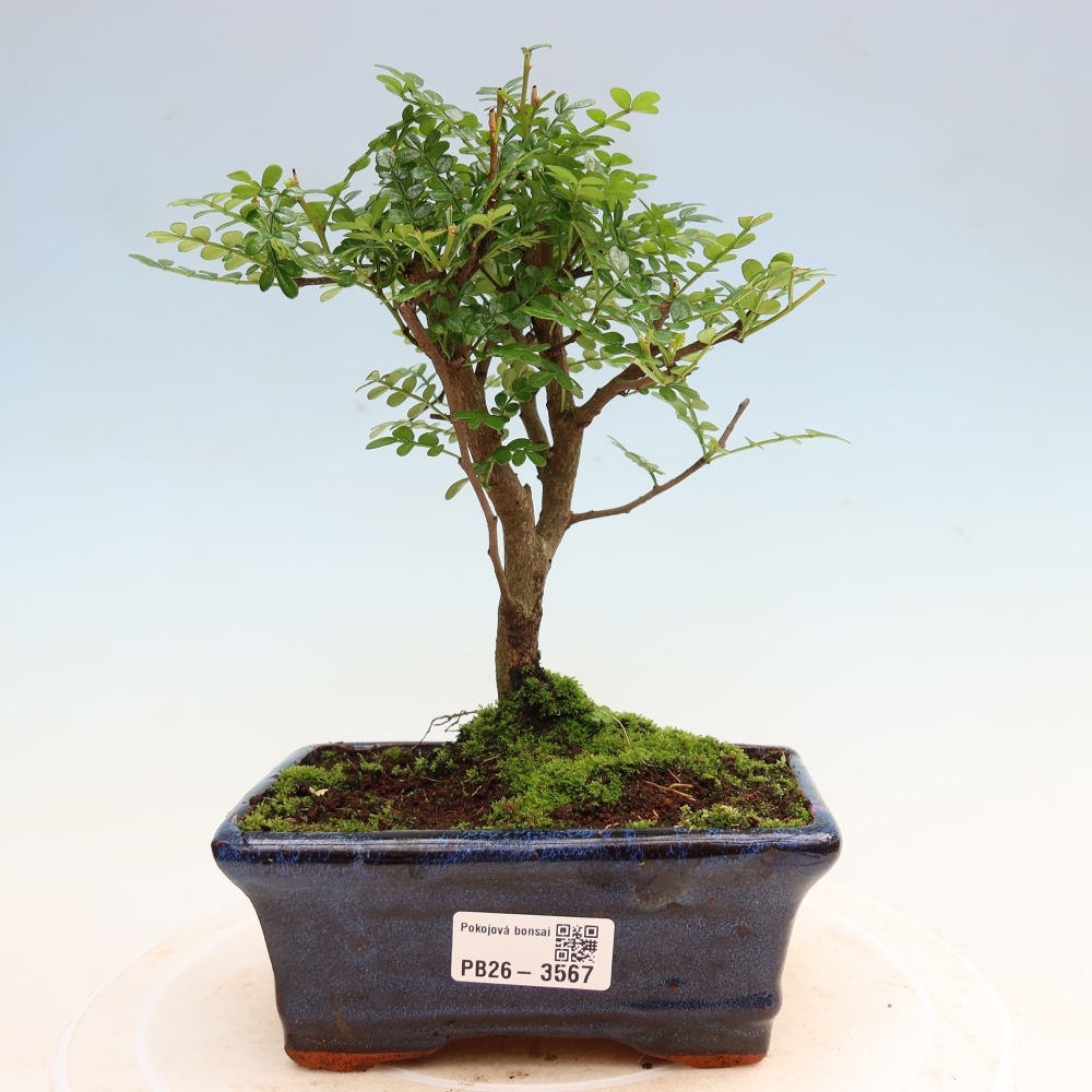 Kamerbonsai - Zantoxylum piperitum - peperboom