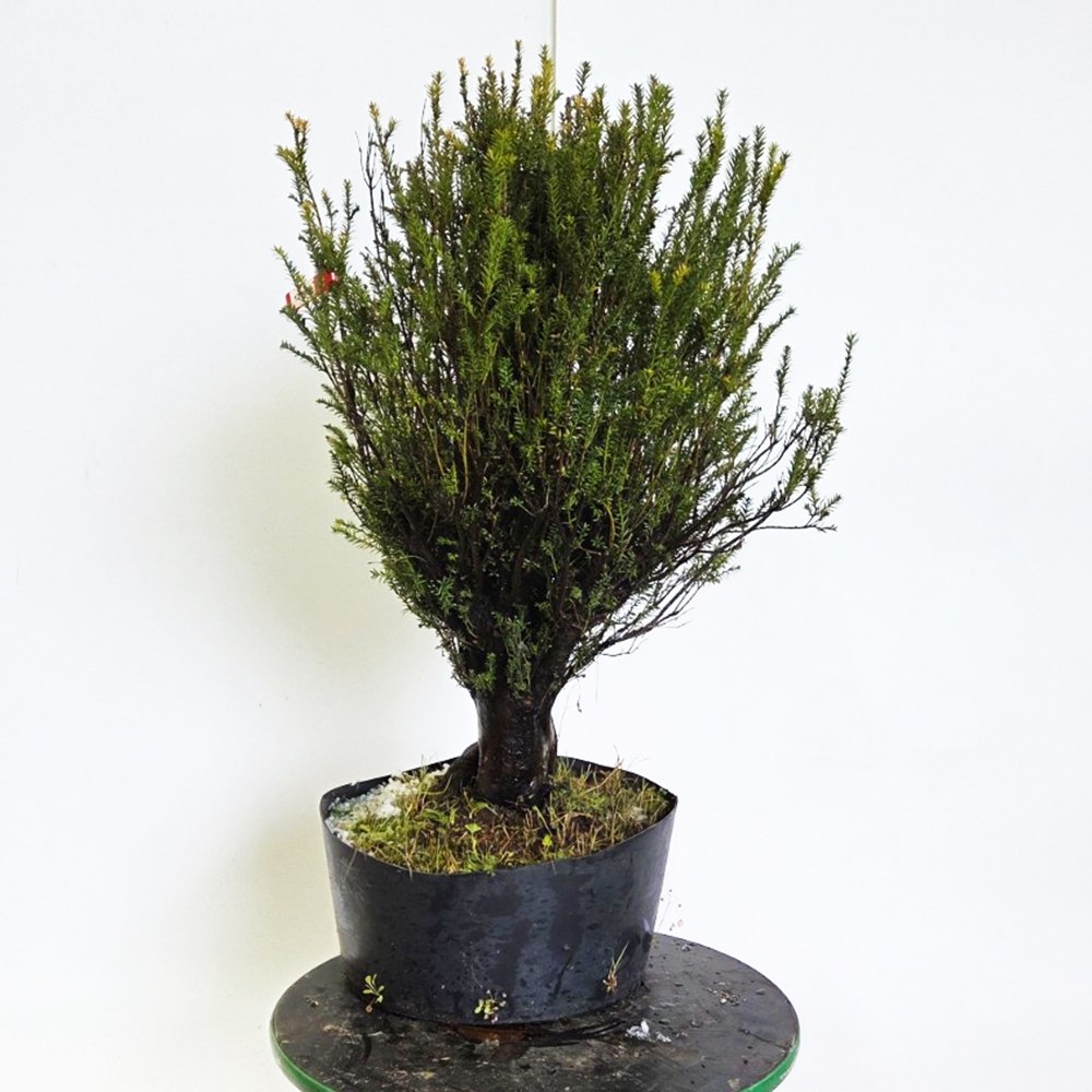 Japanse Taxus voor buitengebruik - Taxus cuspidata