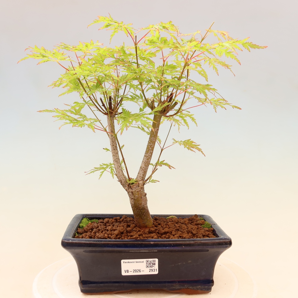 Bonsai voor buiten - Acer palmatum Dissectum