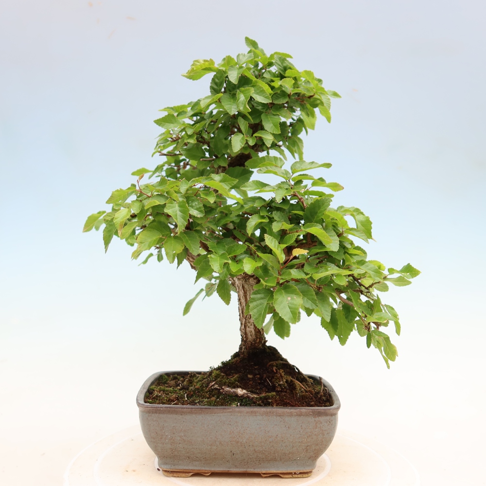 Bonsai voor buiten -Carpinus Coreana - Koreaanse haagbeuk
