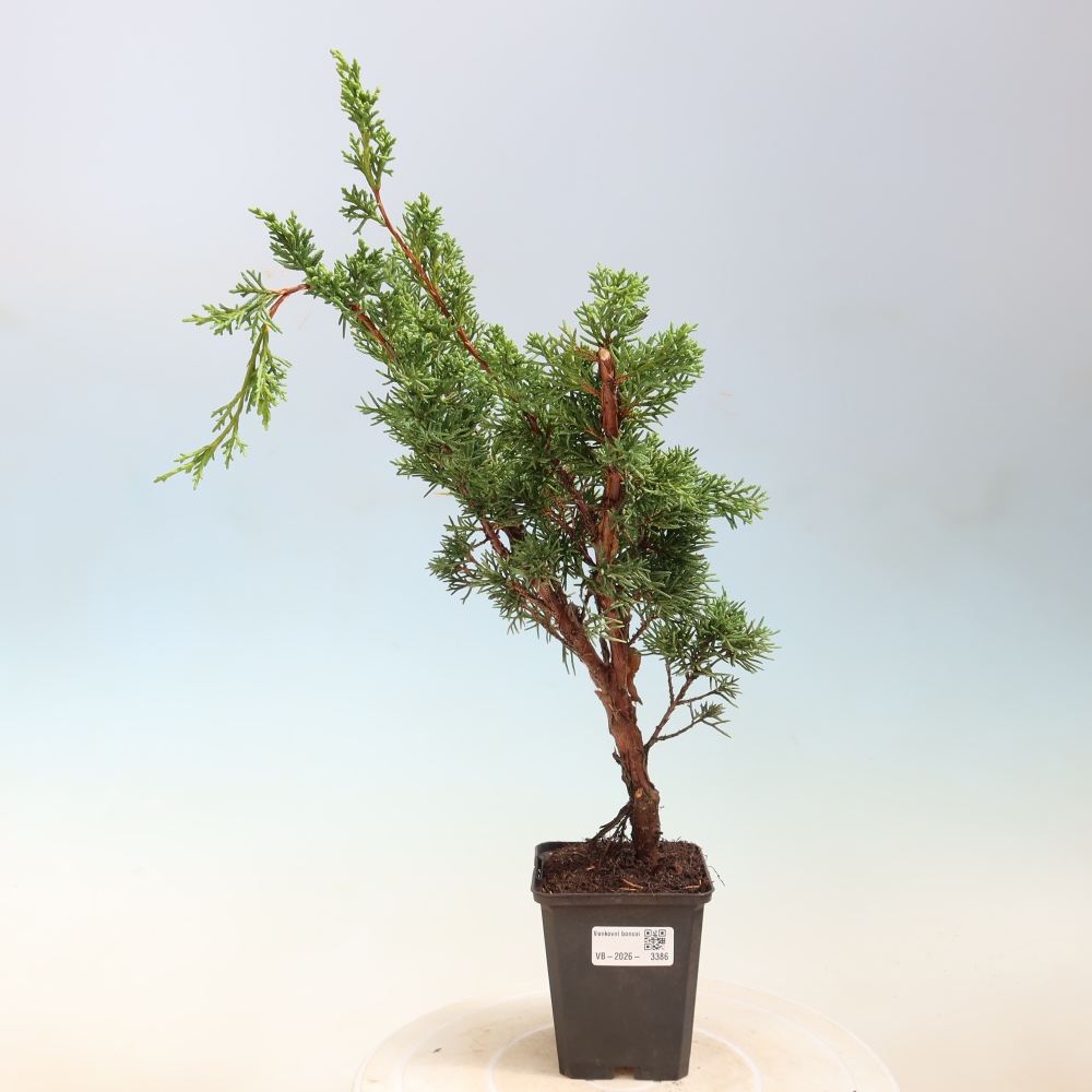Bonsai voor buiten - Juniperus chinensis Kishu
