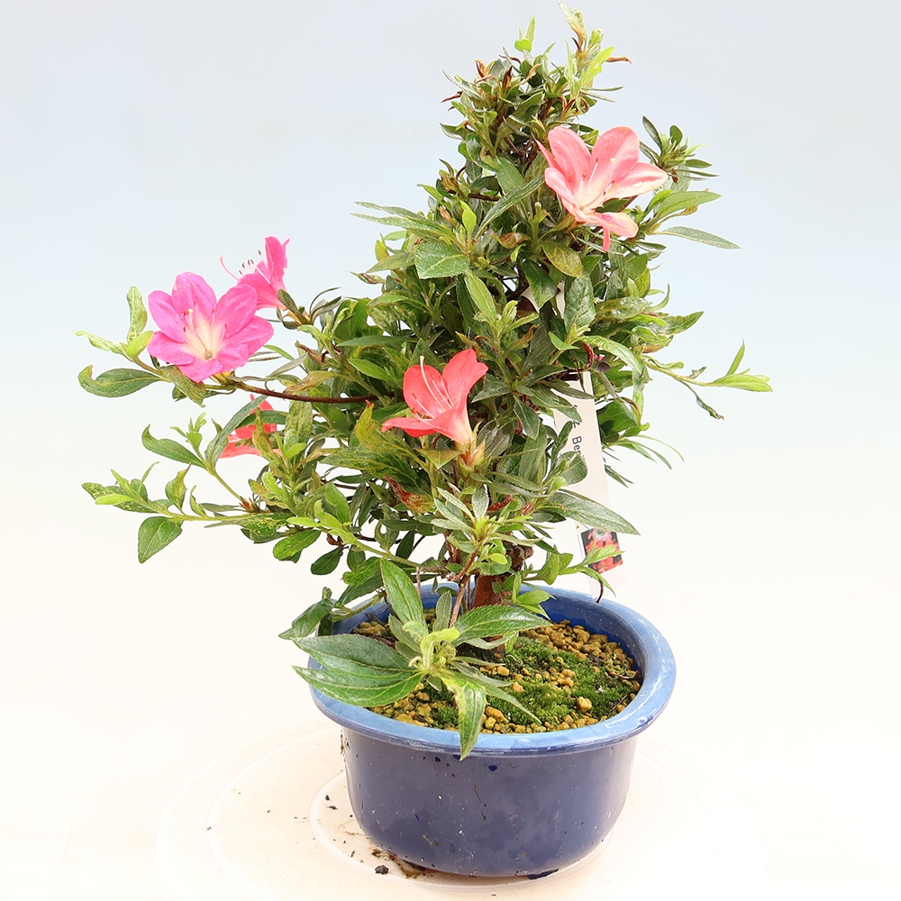 Bonsai voor buiten - Japanse Azalea - Azalea Beniko