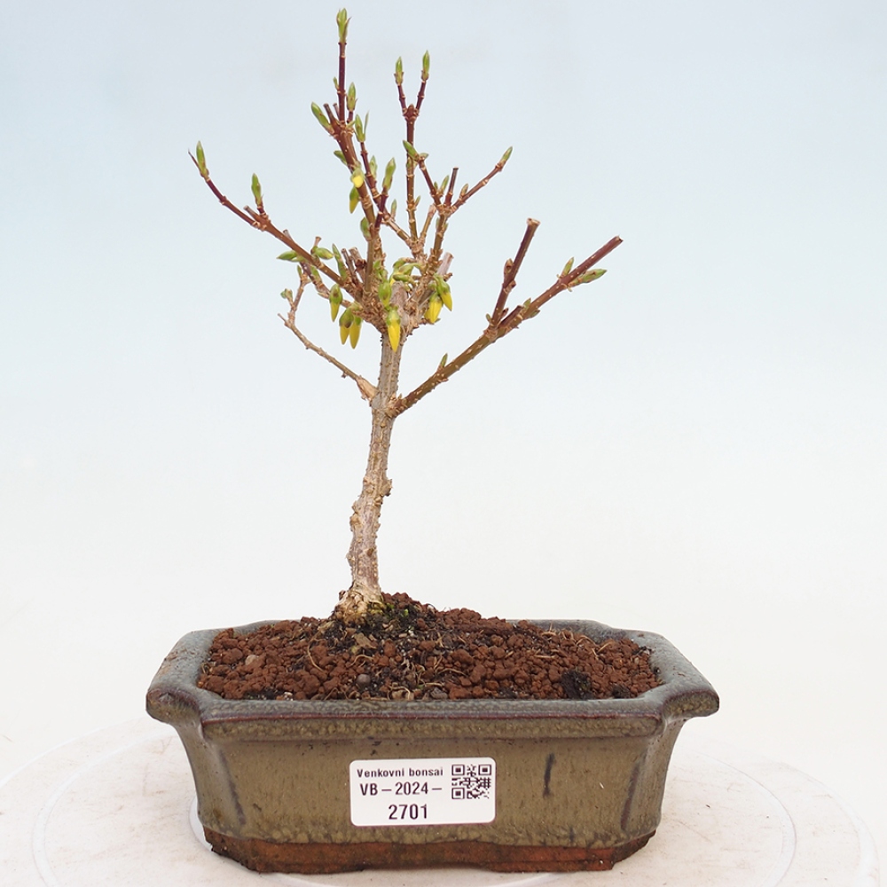 Bonsai voor buiten - Zlatice - Forsythia intermedia