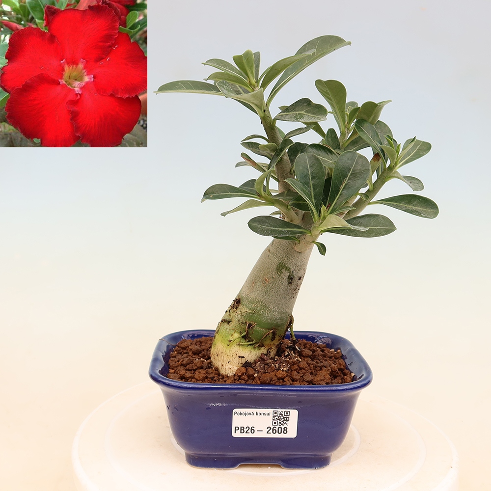 Kamerbonsai - Adenium obesum Red Star - Woestijnroos