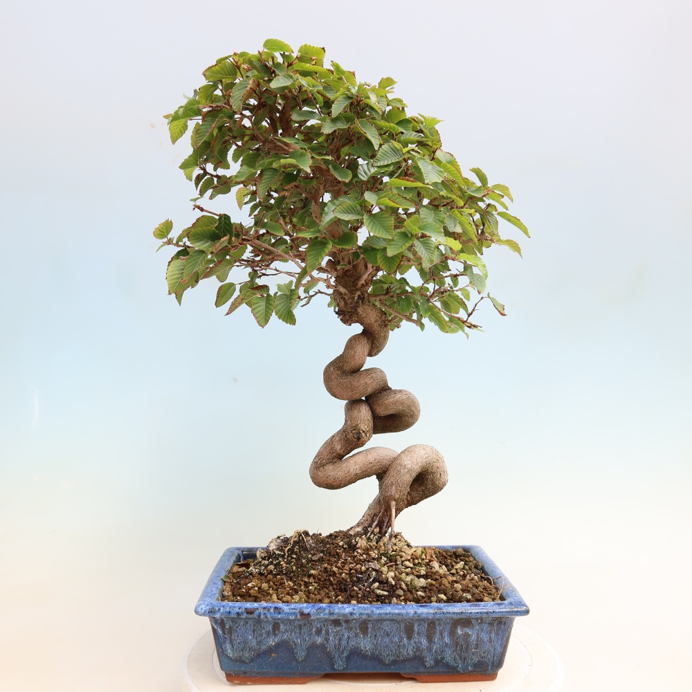 Bonsai voor buiten -Carpinus CARPINOIDES - Koreaanse haagbeuk