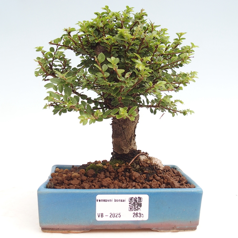 Bonsai voor buiten - Ulmus parvifolia Hokkaido - Chinese iep