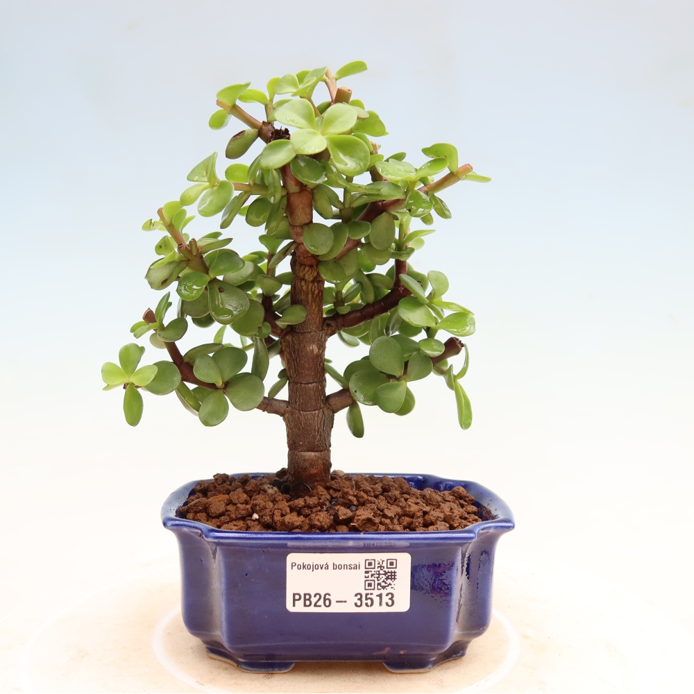 Kamerbonsai - Portulakaria Afra - Tlustice
