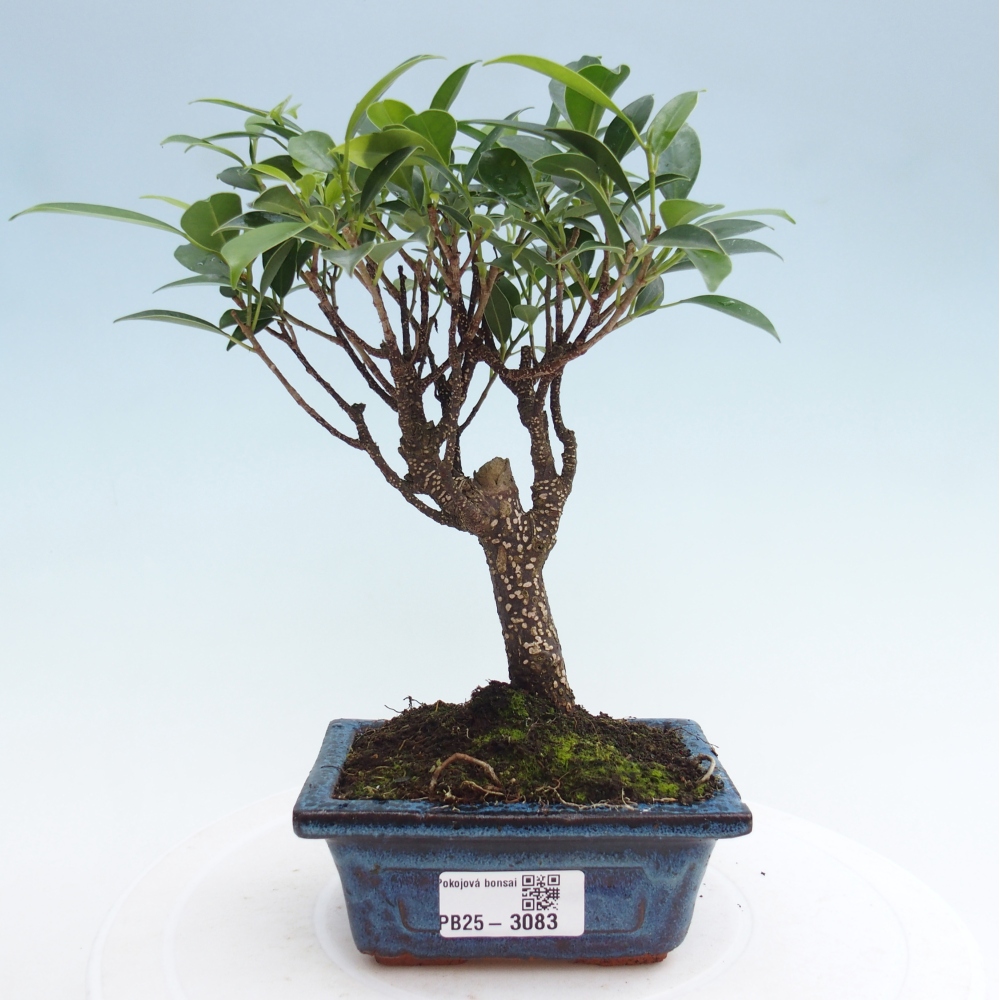 Kamer bonsai Ficus retusa kimmen