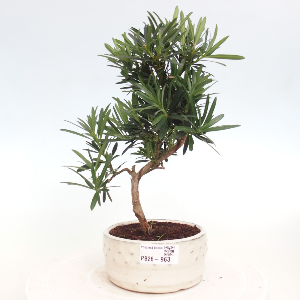 Kamerbonsai - Podocarpus - Taxus