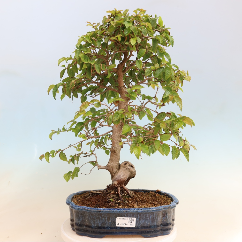 Bonsai voor buiten -Carpinus CARPINOIDES - Koreaanse haagbeuk