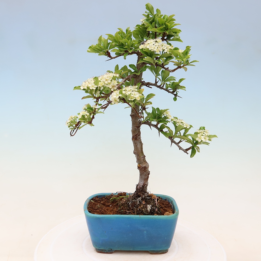 Buitenbonsai - Pyracantha teton - Vuurdoorn