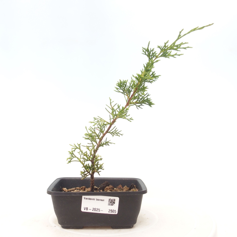 Bonsai voor buiten - Juniperus chinensis Itoigawa