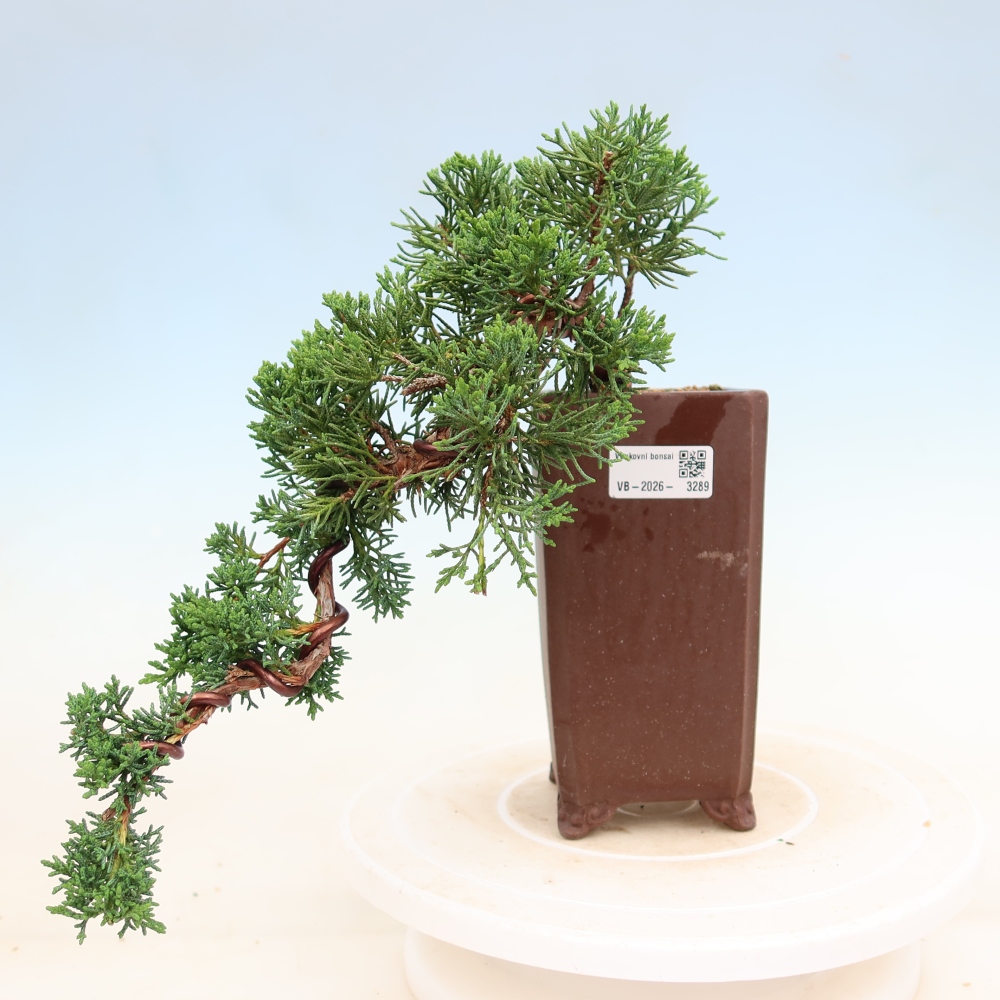 Bonsai voor buiten - Juniperus chinensis Kishu