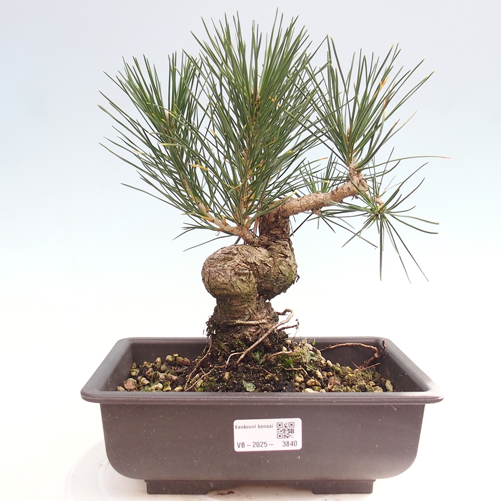 Bonsai voor buiten - Pinus thunbergii - Thunberg den