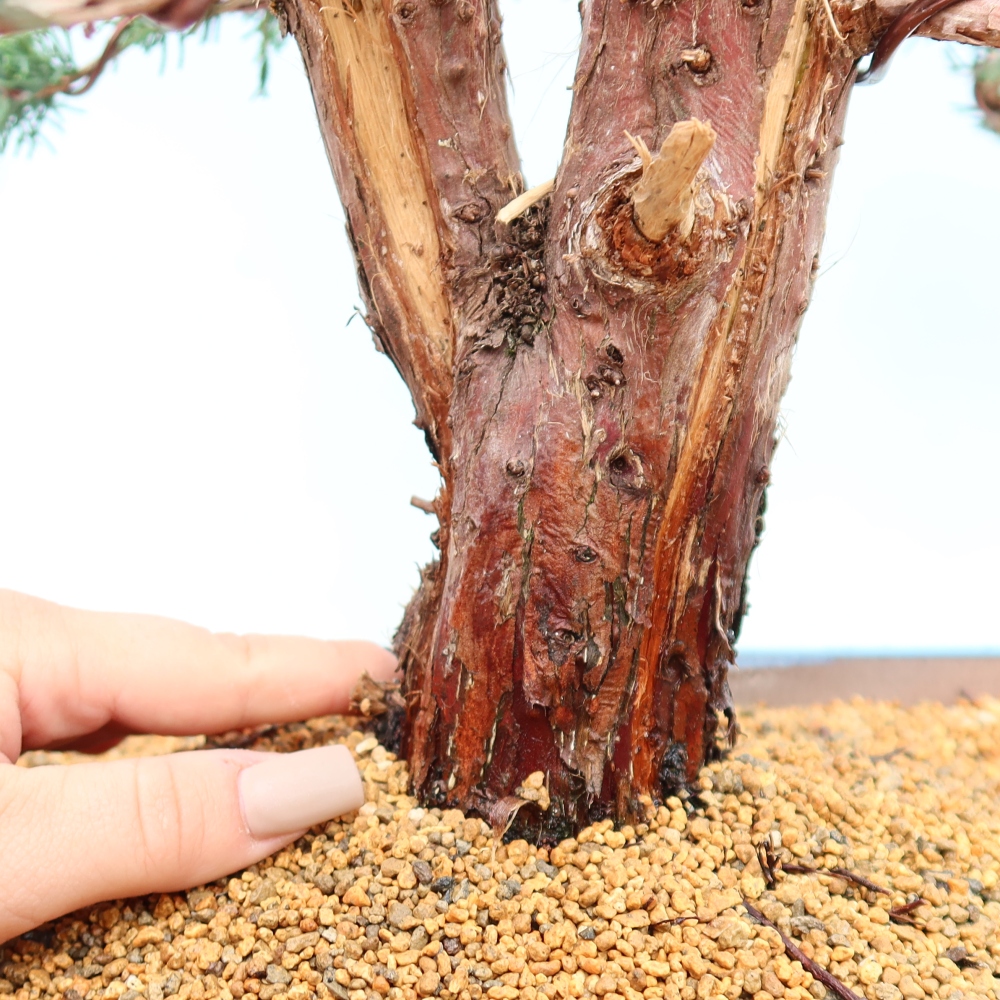 Bonsai voor buiten - Juniperus chinensis Kishu