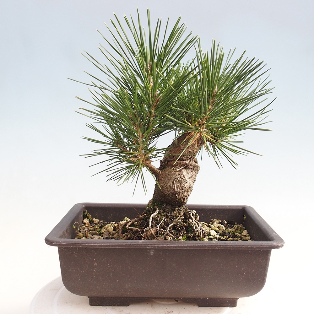 Bonsai voor buiten - Pinus thunbergii - Thunberg den