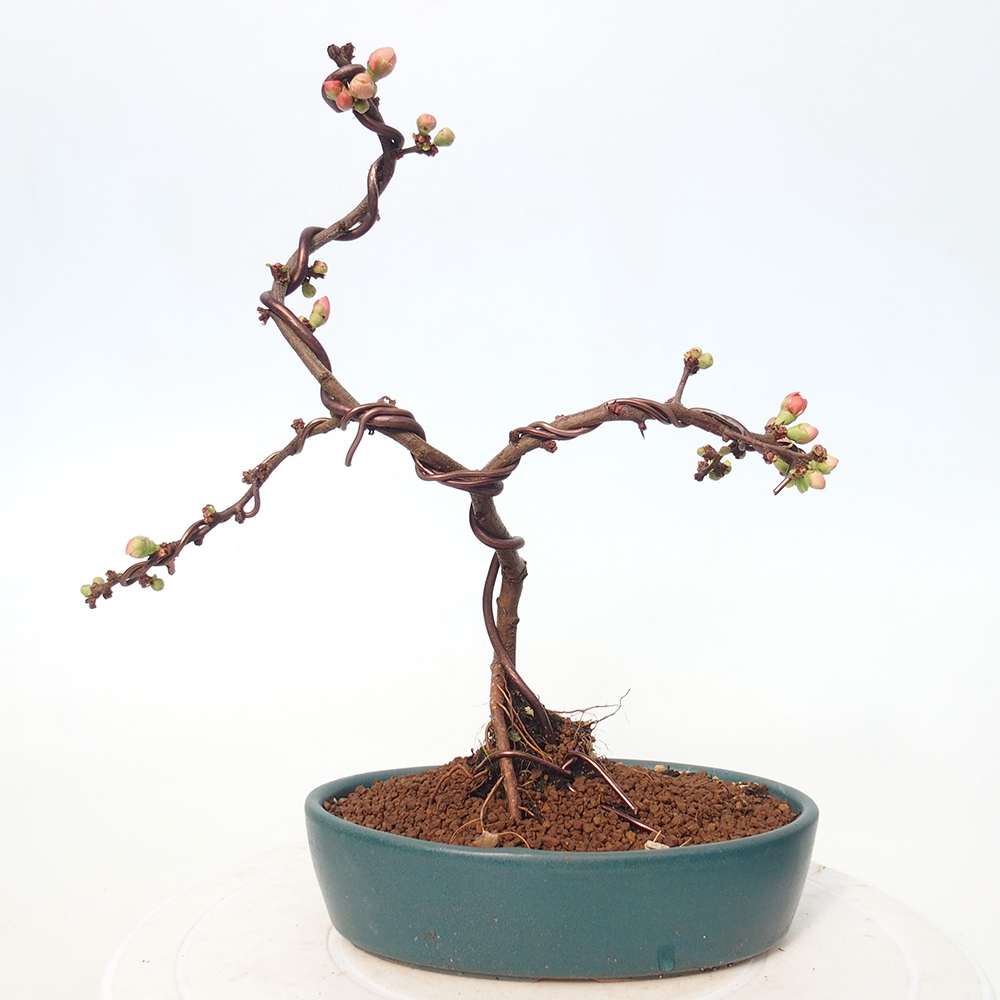 Bonsai voor buiten - Chaneomeles s. Red Joy - Kweepeer