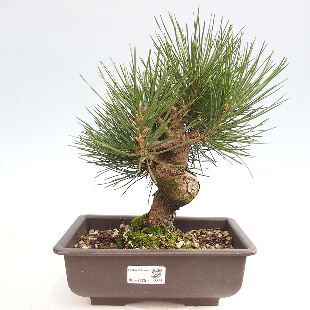 Bonsai voor buiten - Pinus thunbergii - Thunberg den