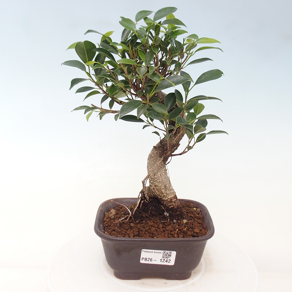 Kamerbonsai - Ficus retusa - kleinbladige ficus